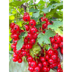 Punaherukka Jonkheer Van Tets