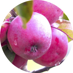 Pilariomenapuu Elina