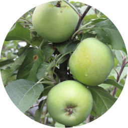 Pilariomenapuu medoc