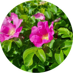 kurtturuusujätteen nouto - Puutarhajäte 1 m3