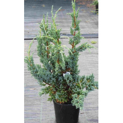 Sinikataja (Blue Compact 30-40 cm)