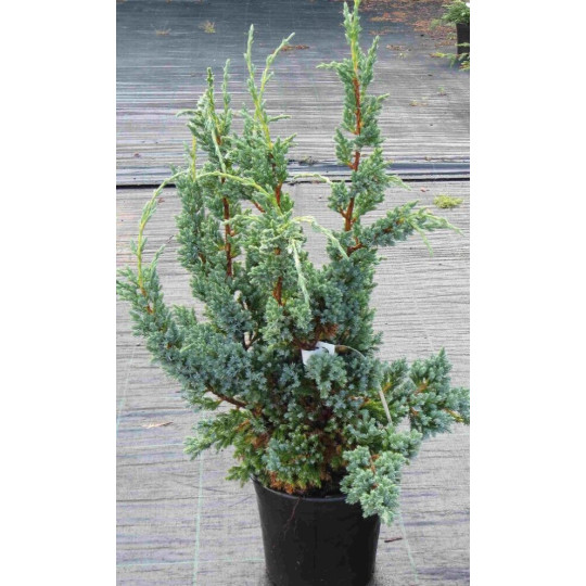 Sinikataja (Blue Compact 30-40 cm)