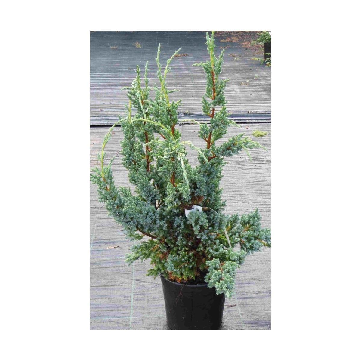 Sinikataja (Blue Compact 30-40 cm)