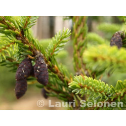 Serbiankuusi (80-100)