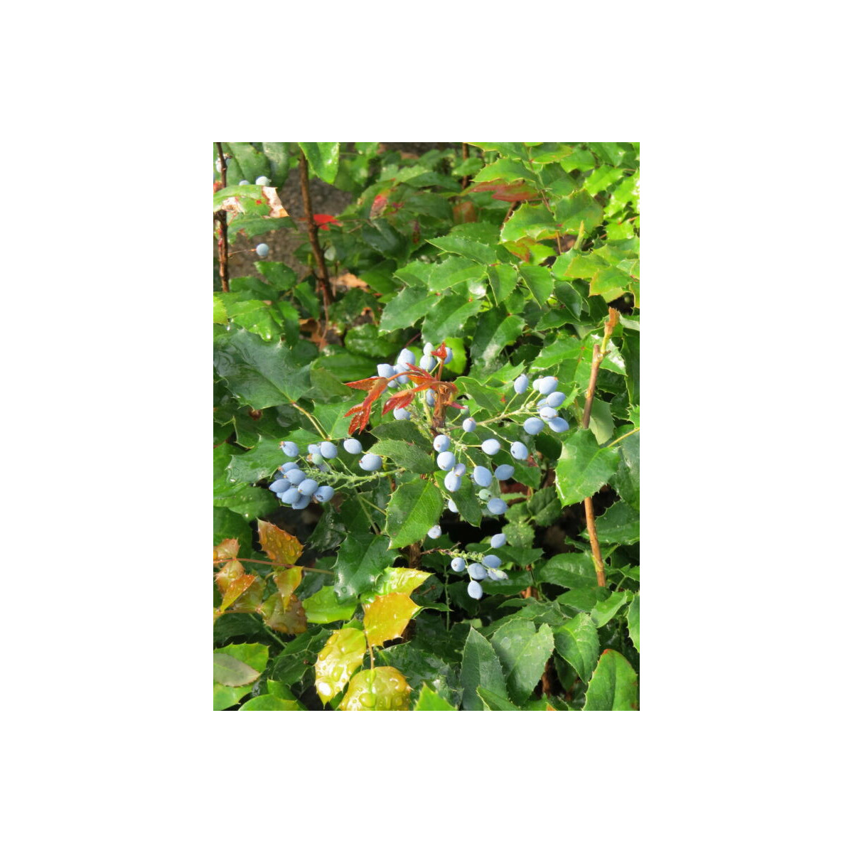 Mahonia