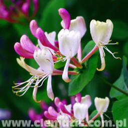 Tuoksuköynnöskuusama