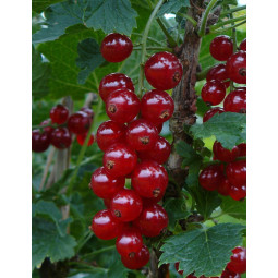 Punaherukka punahilkka