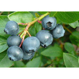 Tarhapensasmustikka Alvar