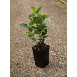 Pihasyreenin aitataimet