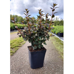 Purppuraheisiangervo Little Joker