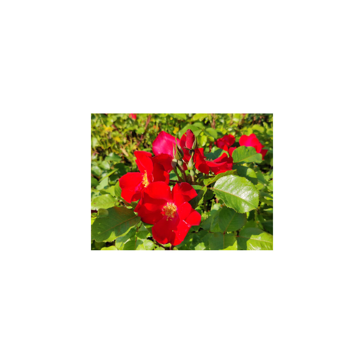 Robusta-ruusu