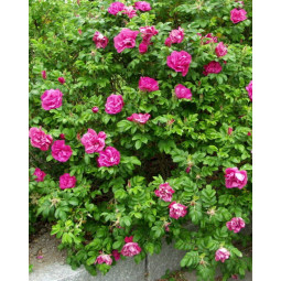 Tarhakurtturuusu scarlet pavement