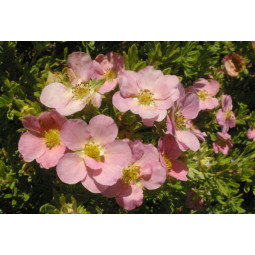 Pensashanhikki Lovely Pink
