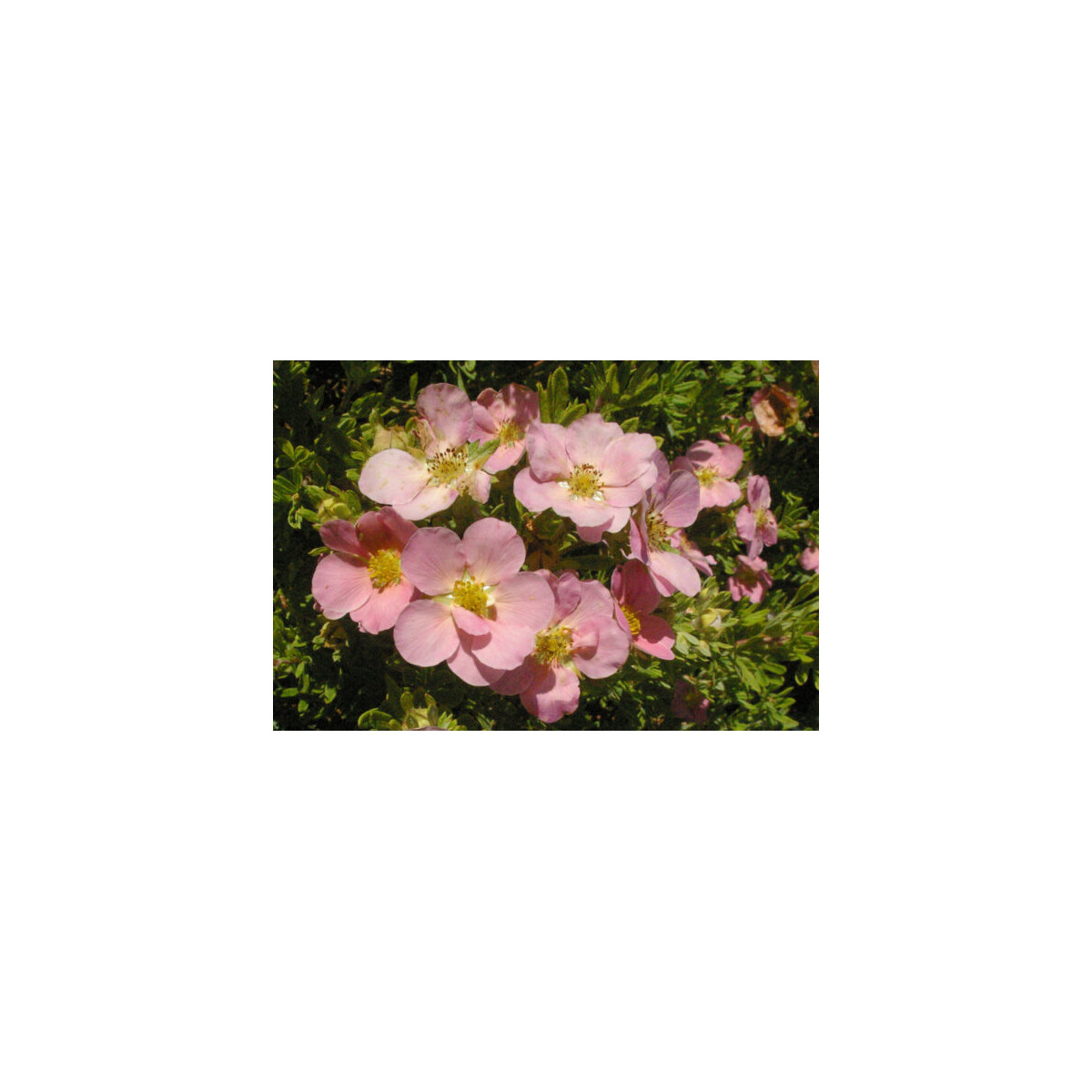 Pensashanhikki Lovely Pink