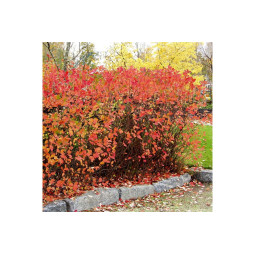 Koristearonian aitataimet