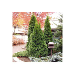 Timanttituija 100-120 cm