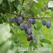 Luumupuut pihaan ja puutarhaan