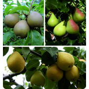 Päärynäpuut pihaan ja puutarhaan